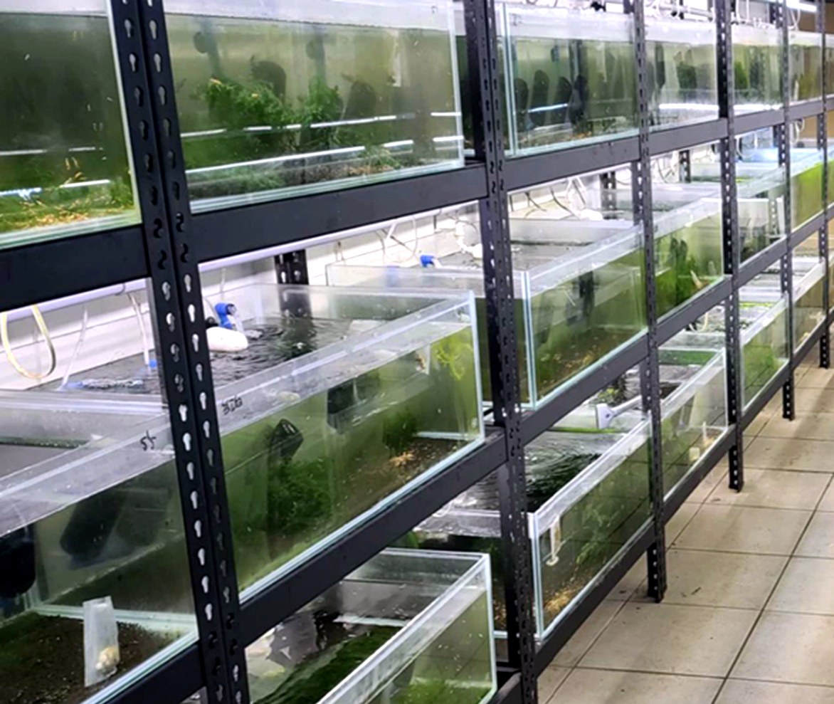 光欣蝦舍水族 — 百缸觀賞蝦繁育系統